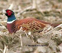 Common Pheasant