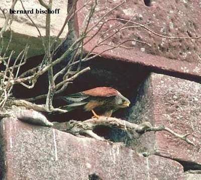 Common Kestrel