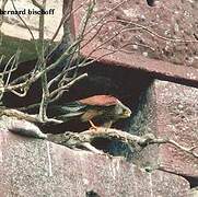 Common Kestrel