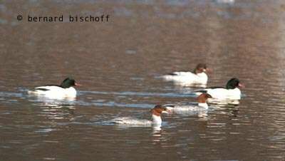 Common Merganser