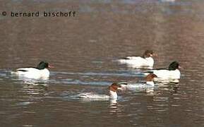 Common Merganser