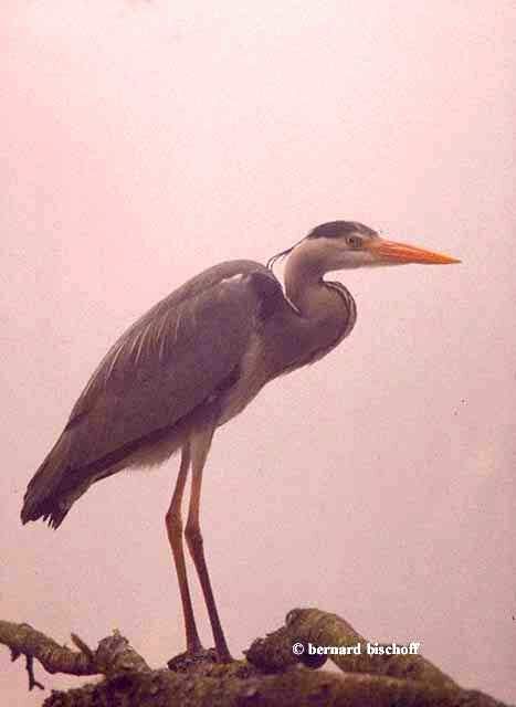 Grey Heron