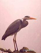 Grey Heron