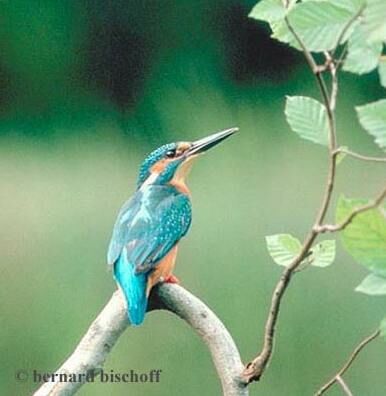 Common Kingfisher