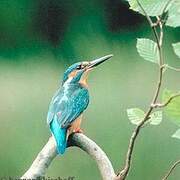 Common Kingfisher