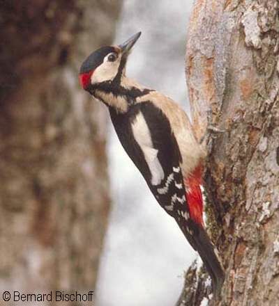 Great Spotted Woodpecker