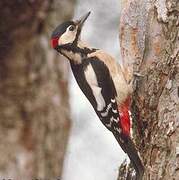 Great Spotted Woodpecker