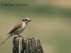 Red-backed Shrike