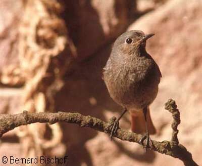 Black Redstart