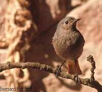 Black Redstart