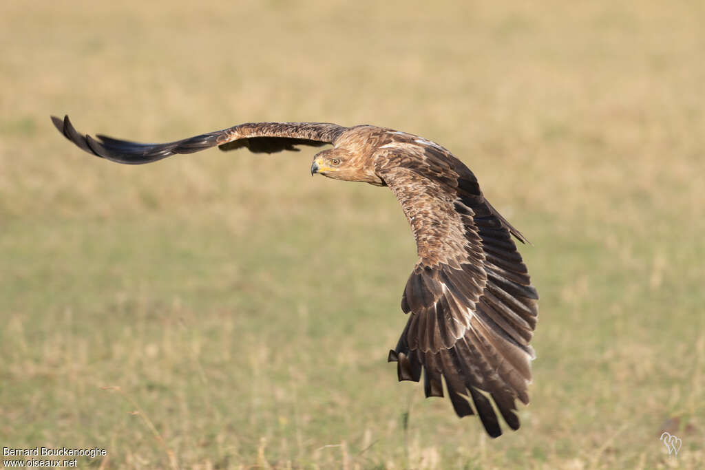 Aigle ravisseur, Vol