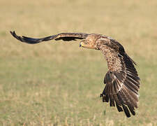 Tawny Eagle