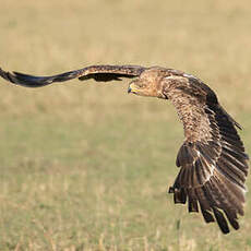 Aigle ravisseur