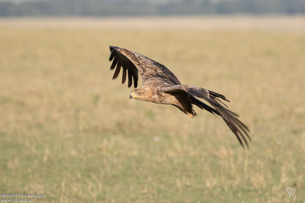 Aigle ravisseur, Vol