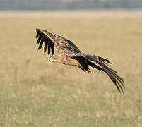 Tawny Eagle