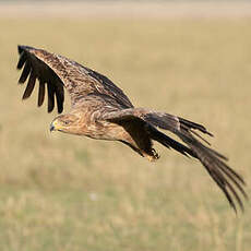 Aigle ravisseur