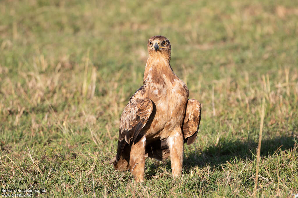 Aigle ravisseur