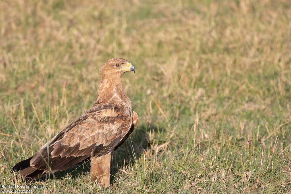 Aigle ravisseur