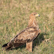 Tawny Eagle