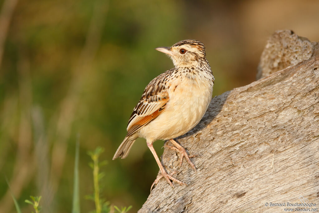 Rufous-naped Lark