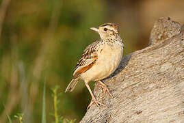 Rufous-naped Lark