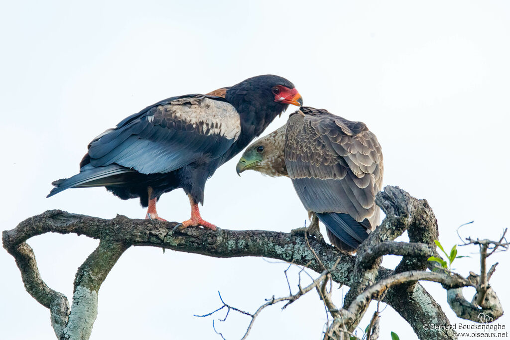 Bateleur des savanes