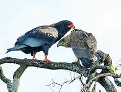 Bateleur