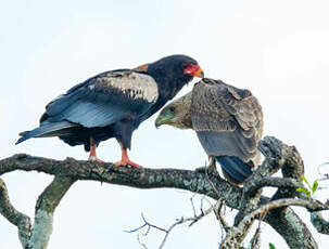 Bateleur des savanes