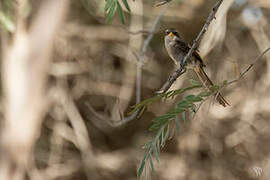 Yellow-billed Shrike