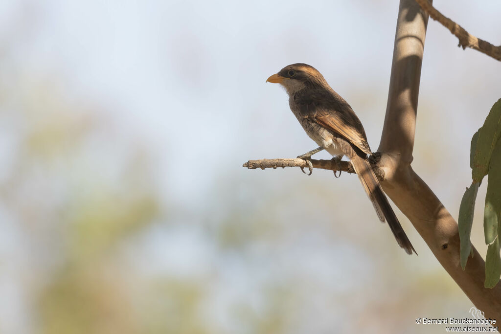 Yellow-billed Shrike