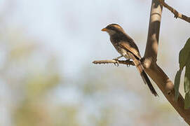 Yellow-billed Shrike