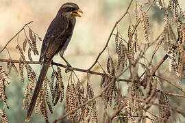 Yellow-billed Shrike