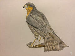 Eurasian Sparrowhawk