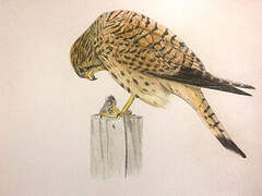 Common Kestrel