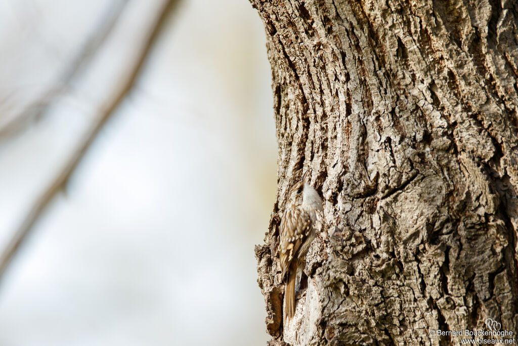 Short-toed Treecreeperadult