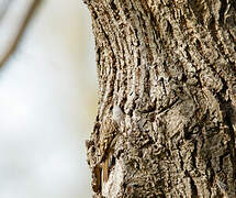 Short-toed Treecreeper