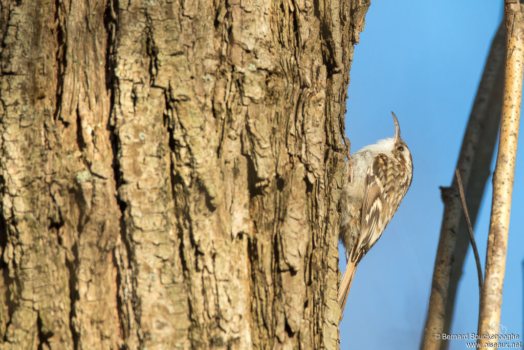 Short-toed Treecreeperadult