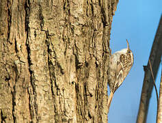 Short-toed Treecreeper