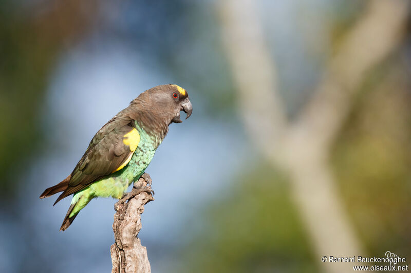 Meyer's Parrot male adult