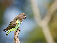 Meyer's Parrot