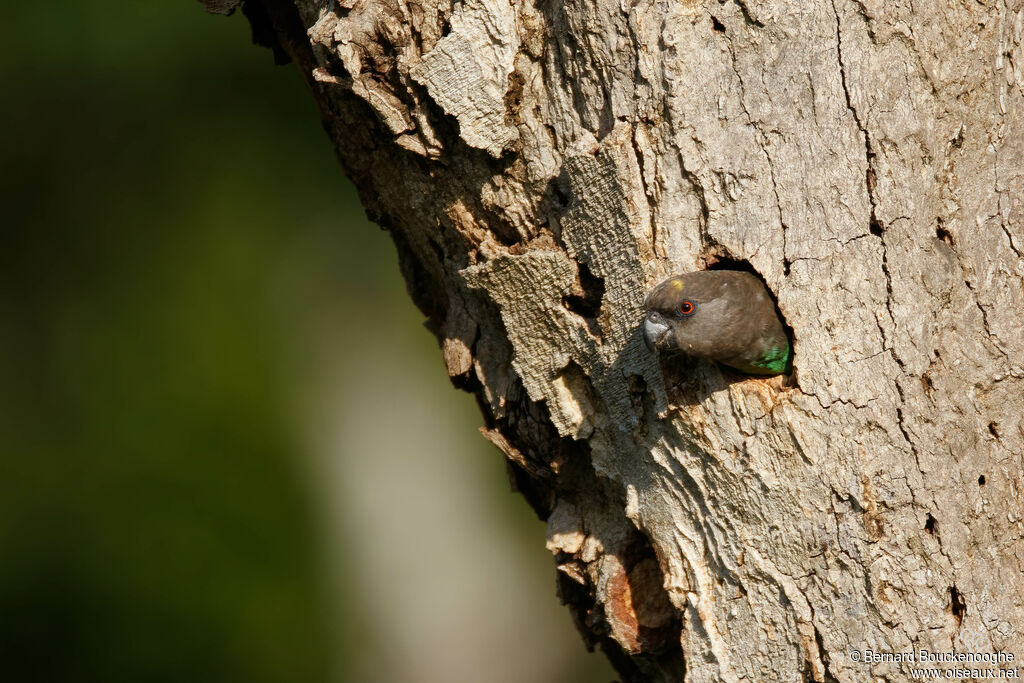 Meyer's Parrot