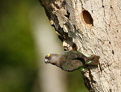 Meyer's Parrot