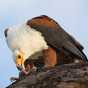 African Fish Eagle