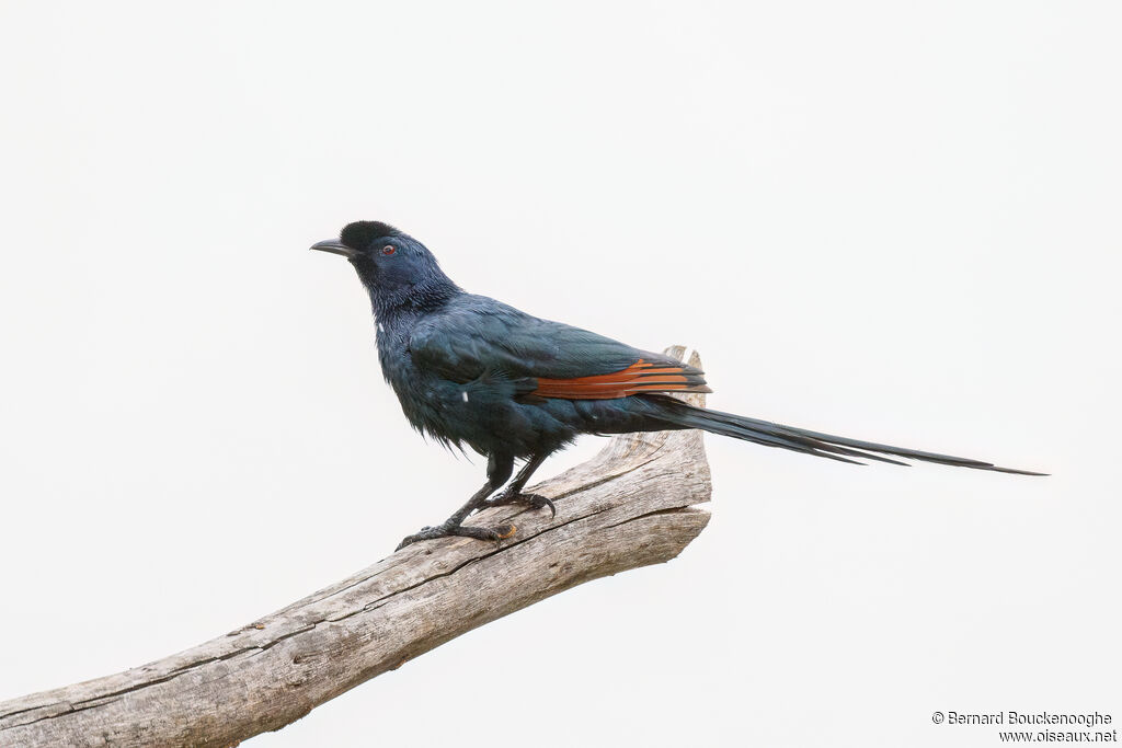 Bristle-crowned Starling