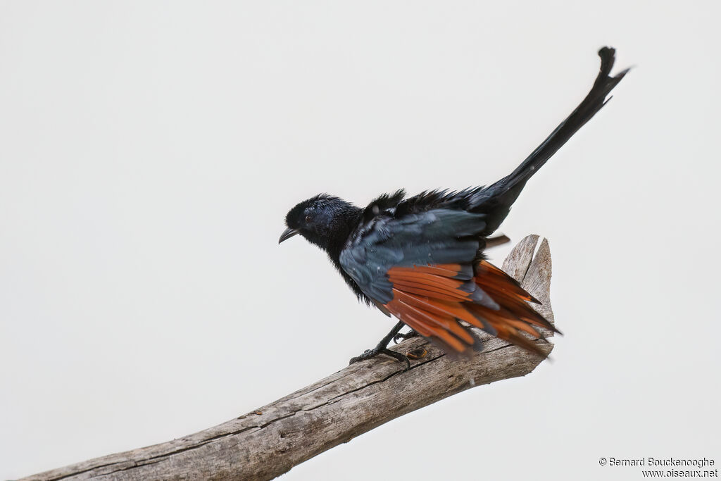 Bristle-crowned Starling