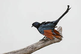 Bristle-crowned Starling