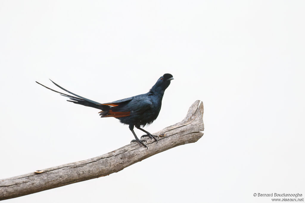 Bristle-crowned Starling