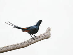 Bristle-crowned Starling