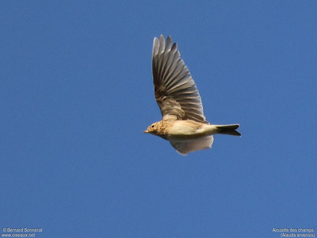 Eurasian Skylark