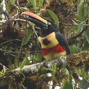 Fiery-billed Aracari